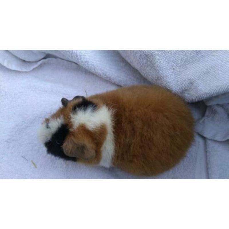 Us teddy cavia's