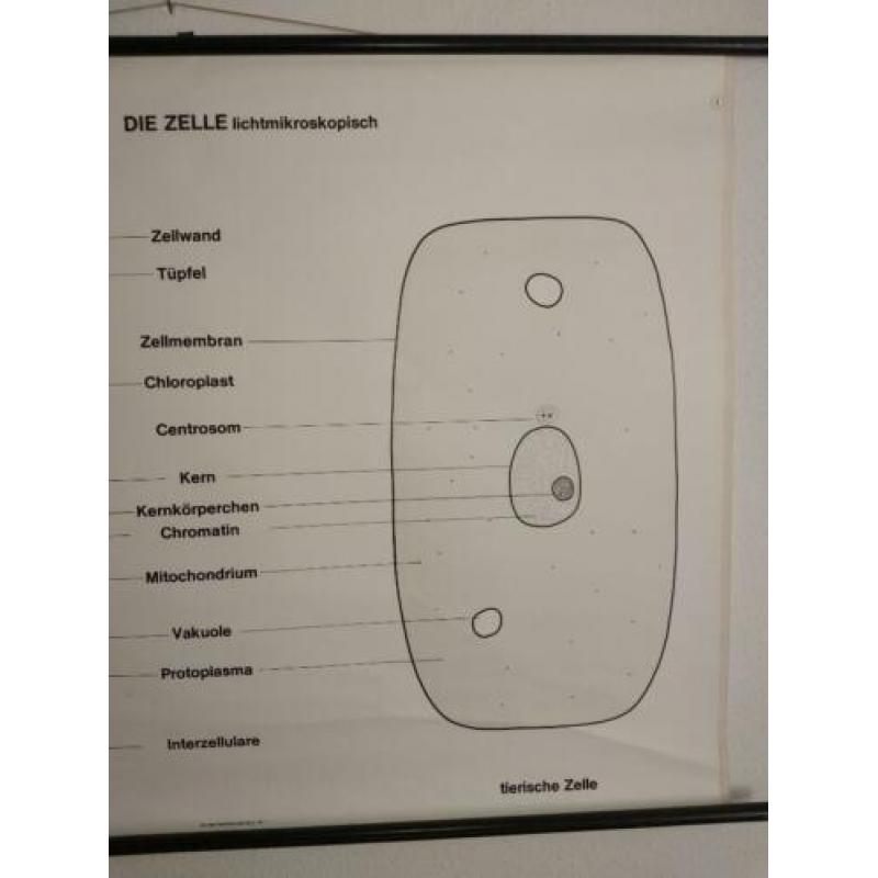 leuke schoolkaart over de cel