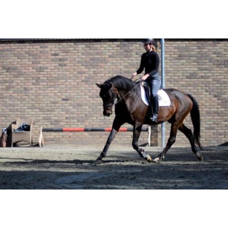 Hele brave en lieve merrie, leerpaard, recreatie paard