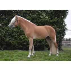 Haflinger hengst 3 jaar