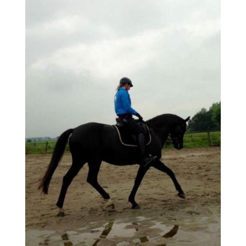 Lieve 11 jarige painted black merrie te koop