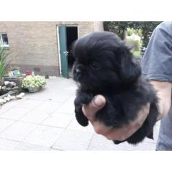 Tibetaanse spaniel pups