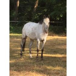 recreatie paard-pony te koop