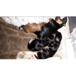 Gooische Havanezer puppy,s