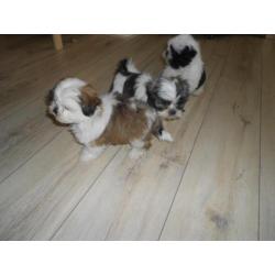 te koop 3 mooie bonte boomer puppies