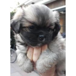 Tibetaanse spaniel pups