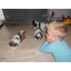 te koop 3 mooie bonte boomer puppies