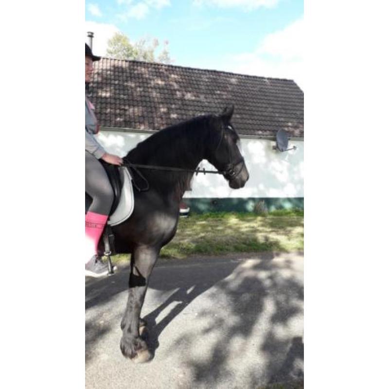 Paard gereserveerd!!!!!! .zadel koets tuig nog beschikbaar,