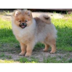 Prachtig Teefje Pomeranian/Pomeriaan/Dwergkeesje/FCI