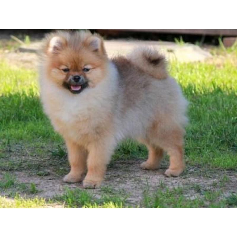 Prachtig Teefje Pomeranian/Pomeriaan/Dwergkeesje/FCI