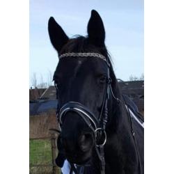 Lieve 11 jarige painted black merrie te koop