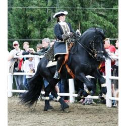 GEZOCHT: friese paarden