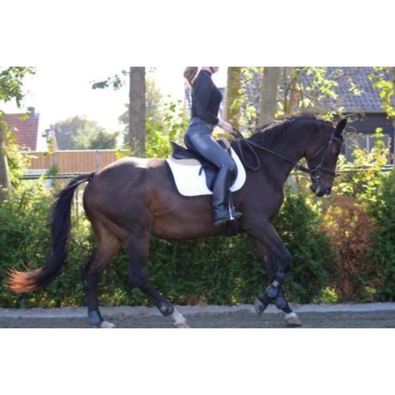 Hele brave en lieve merrie, leerpaard, recreatie paard