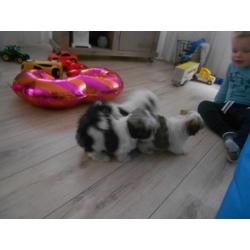 te koop 3 mooie bonte boomer puppies