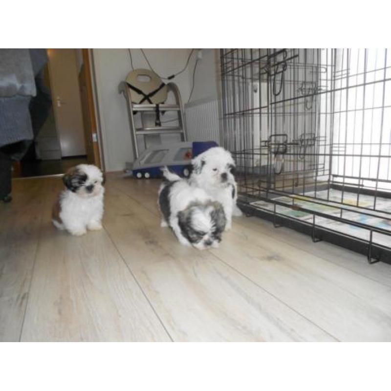 te koop 3 mooie bonte boomer puppies