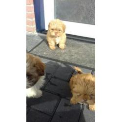 Kleinblijvende boomer puppys!!