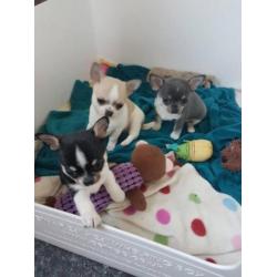 Mooie Chihuahua Puppies beschikbaar om te verkopen