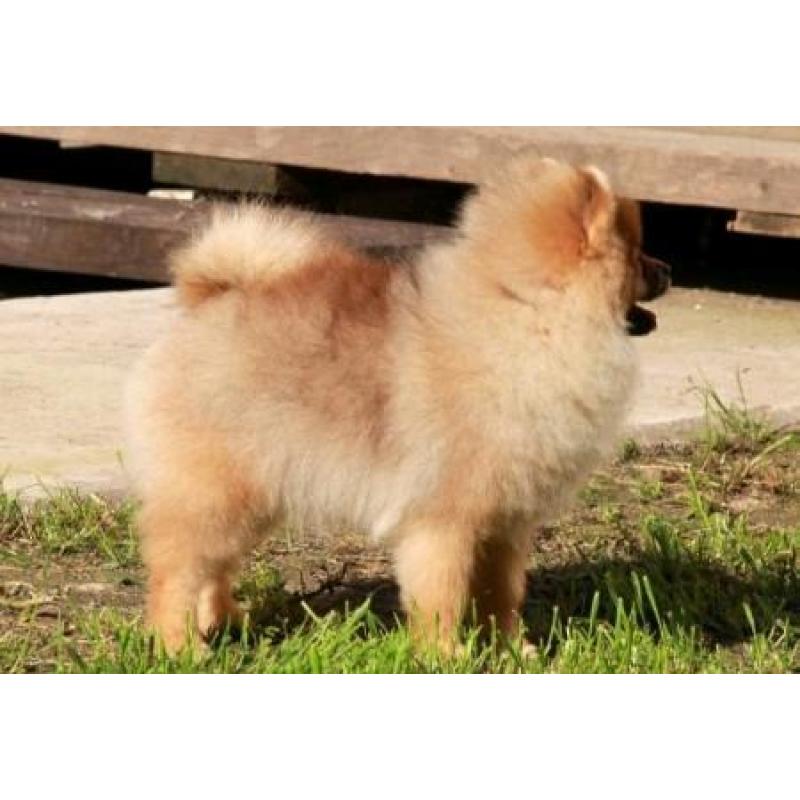 Prachtig Teefje Pomeranian/Pomeriaan/Dwergkeesje/FCI