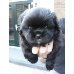 Tibetaanse spaniel pups