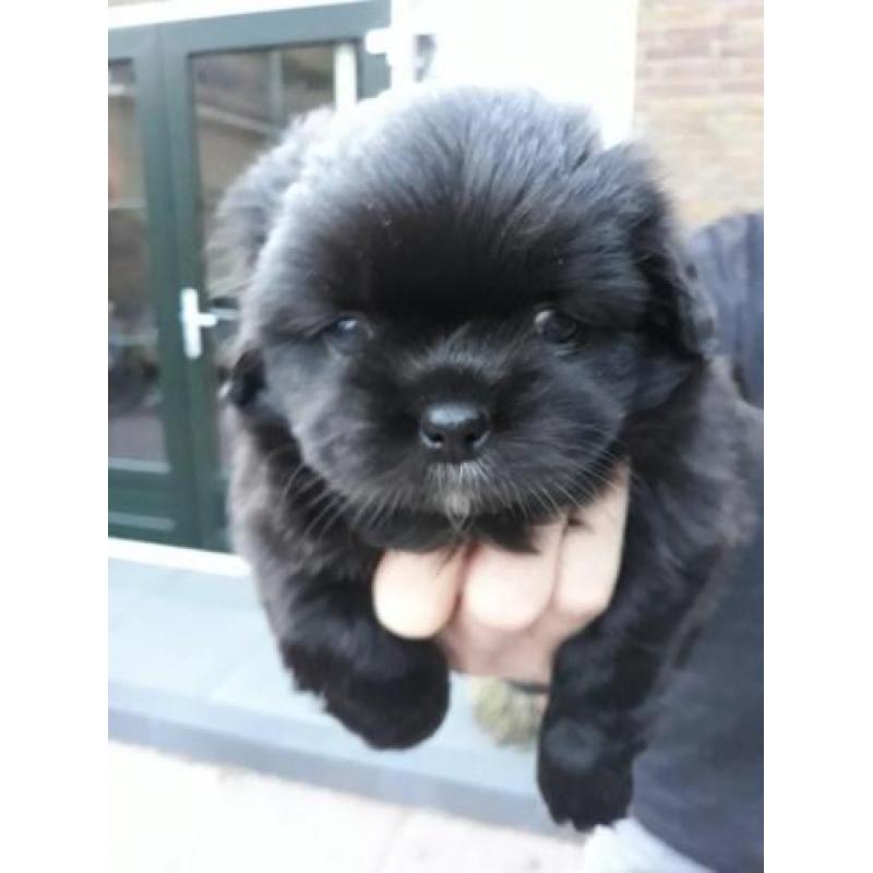 Tibetaanse spaniel pups