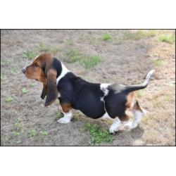 Basset pups