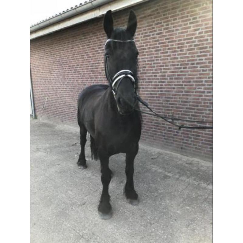 Brave 6jarige friese stamboek merrie