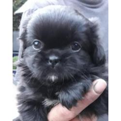 Tibetaanse spaniel pups