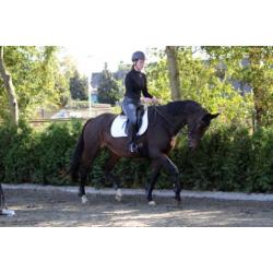 Hele brave en lieve merrie, leerpaard, recreatie paard