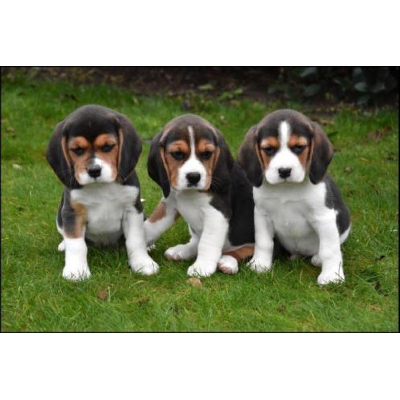 Beagle pups